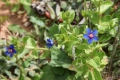 Wildflowers