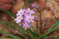 Wildflowers