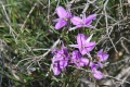 Wildflowers