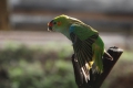 australien parrot
