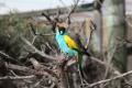 australien parrot