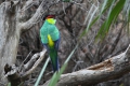 australien parrot