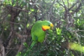 Superb Parrot