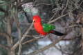 Australien King Parrot