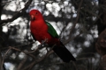 Australien King Parrot