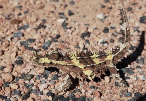 Thorny_Devil.jpg
