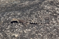 Banded_Dragon.jpg