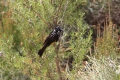 Cape_LeGrand_Bird.jpg