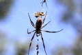 Spider_golden_orb.jpg