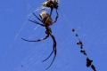 Spider_golden_orb2.jpg