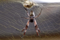 Spider_golden_orb3_gold_web.jpg