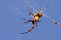 Spider_golden_orb4_sunset.jpg
