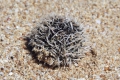 Strandgut_4_Sea_Urchin.jpg