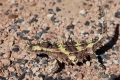 Thorny_Devil.jpg