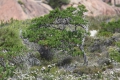 Tree_Cape_LeGrand_Wind.jpg