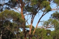 Tree_Salmon_Gum.jpg