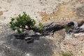 Tree_small_Cape_LeGrand.jpg