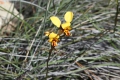 Orchideen