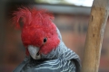 Gang Gang Cockatoo
